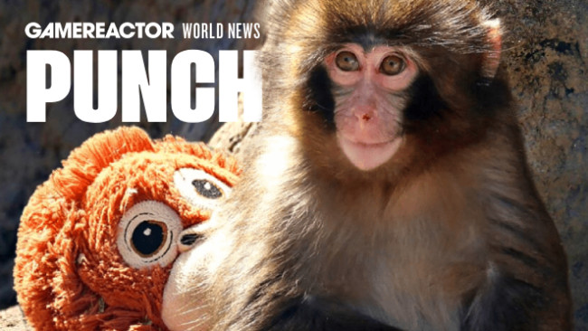 من هو لكمة القرد؟ المكاك الشاب الذي أصبح تقريبا أكثر شهرة من دونالد ترامب