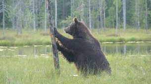 يقول رئيس البيئة في الاتحاد الأوروبي إن إعادة البرية للحدود قد تساعد في ردع الغزوات: 