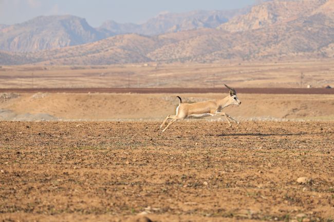 تركيا تحطم أعلى رقم قياسي لدرجات الحرارة بقراءة 50.5 درجة مئوية